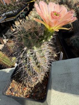 Echinocereus roetteri